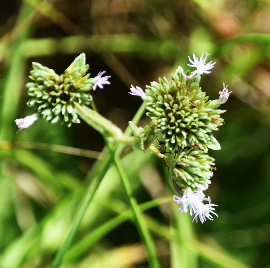 Tall Elephant's-foot from Polk County, FL, USA on September 29, 2023 at