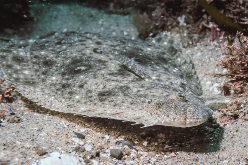 California Halibut