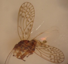 Acizzia acaciae