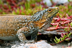 Central Bahamian Rock Iguana photo 4