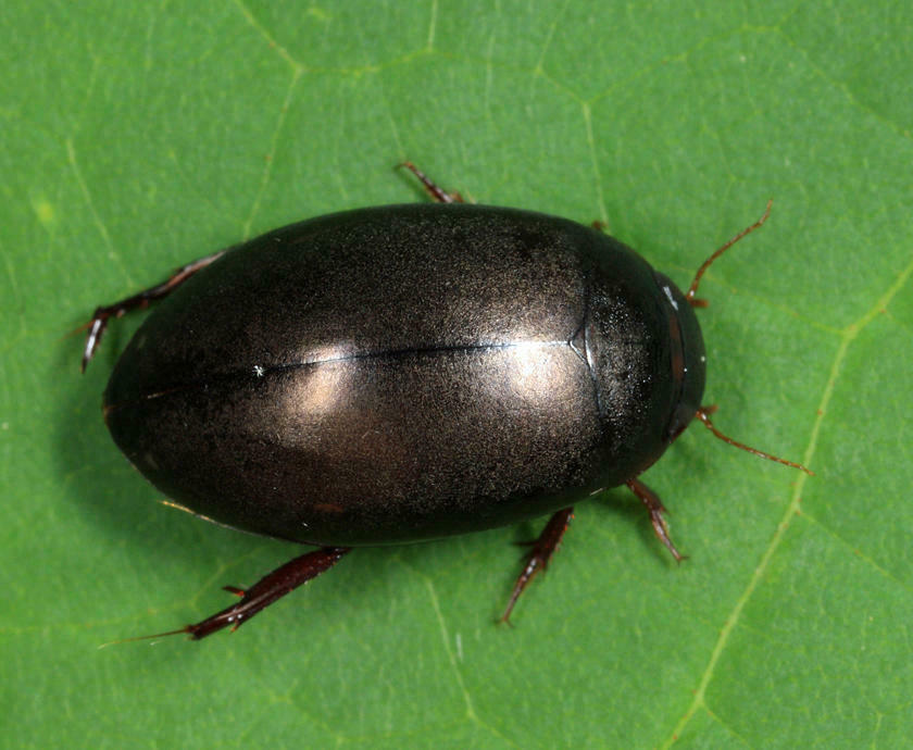 Ilybius biguttulus