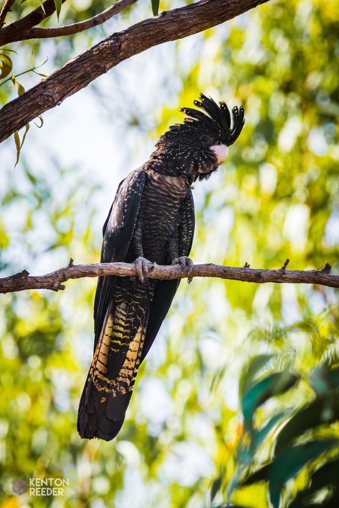 Redtailed BlackCockatoo from Darwin NT, Australia on September 13