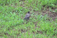 Turdus migratorius