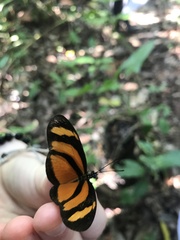 Eueides olympia lybioides