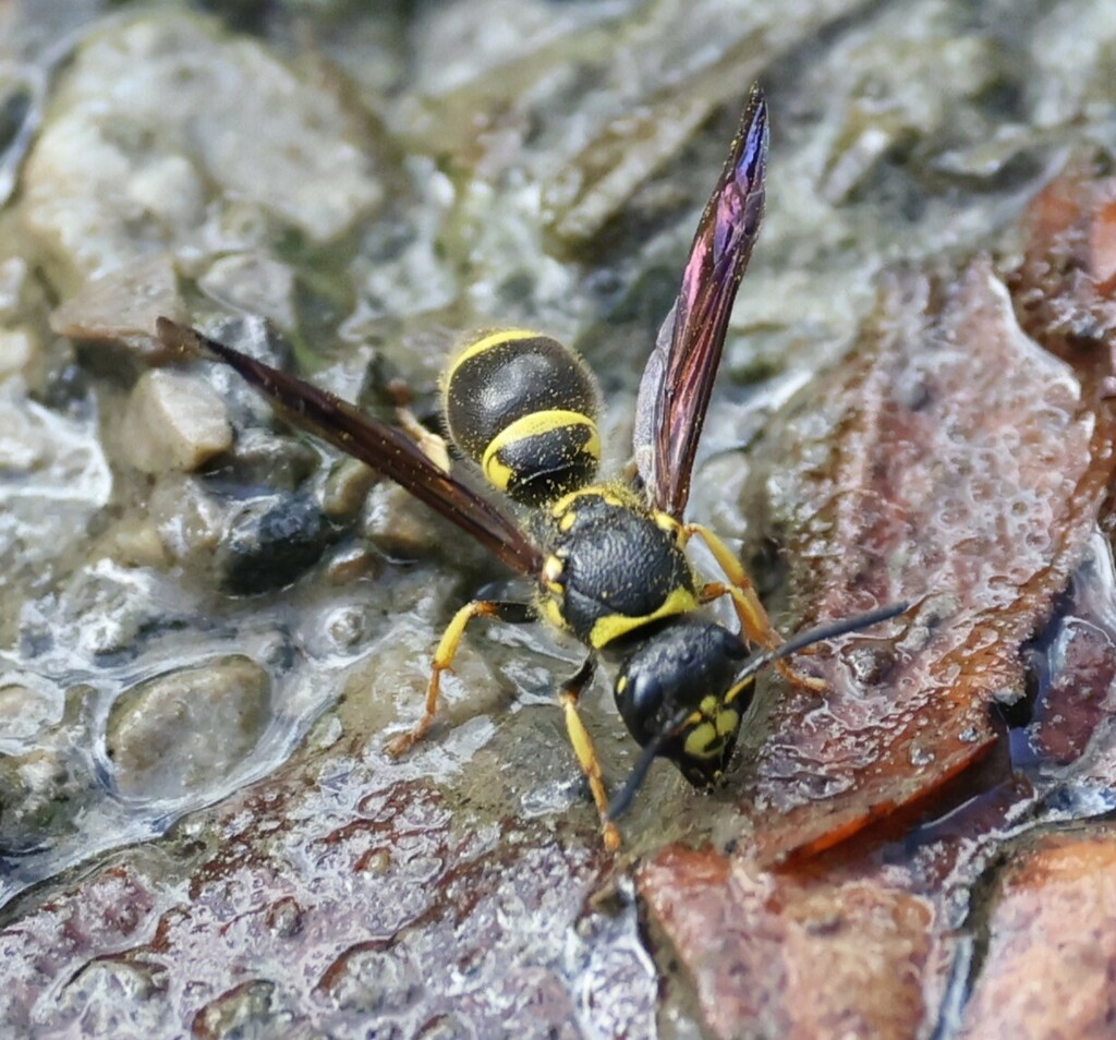 Smiling Mason Wasp from Oxbow Lake, St Paul, VA 24283 on September 29