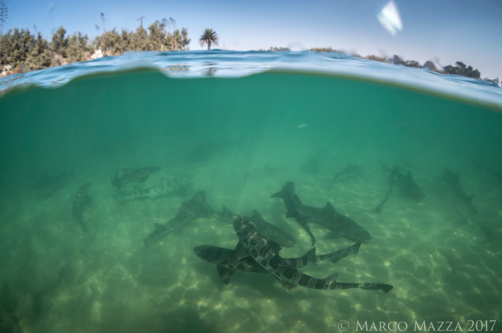 Photo of Leopard shark (Triakis semifasciata)