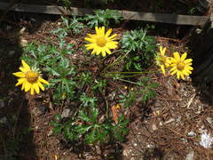 Pippenalia delphiniifolia