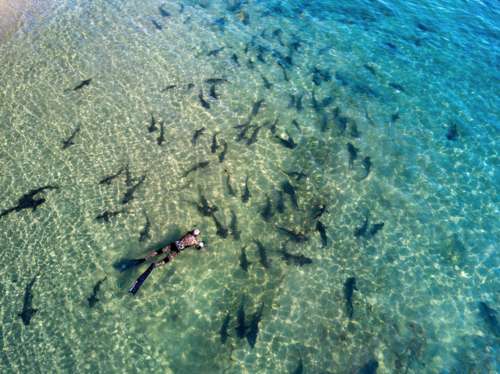 Photo of Leopard shark (Triakis semifasciata)
