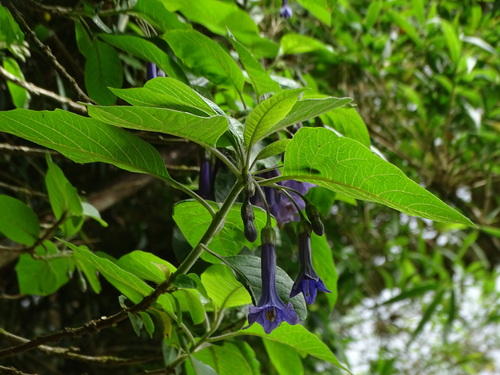 giant iochroma (Trozelia grandiflora)