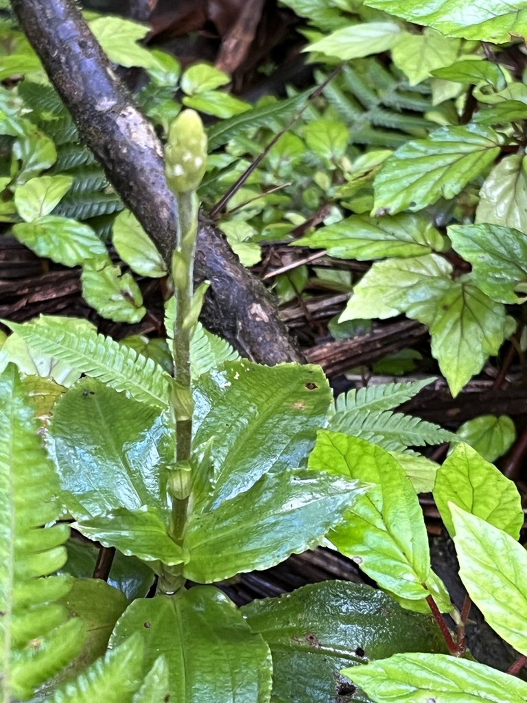 Microchilus plantagineus