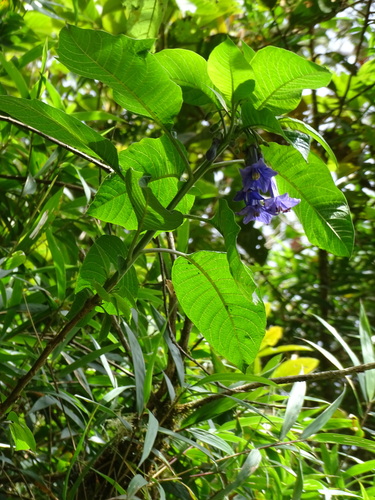 Image of Trozelia grandiflora by (c) biped_cub, some rights reserved (CC BY)