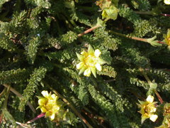 Ivesia lycopodioides