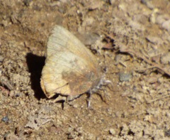 Callophrys augustinus iroides