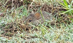Sigmodon arizonae