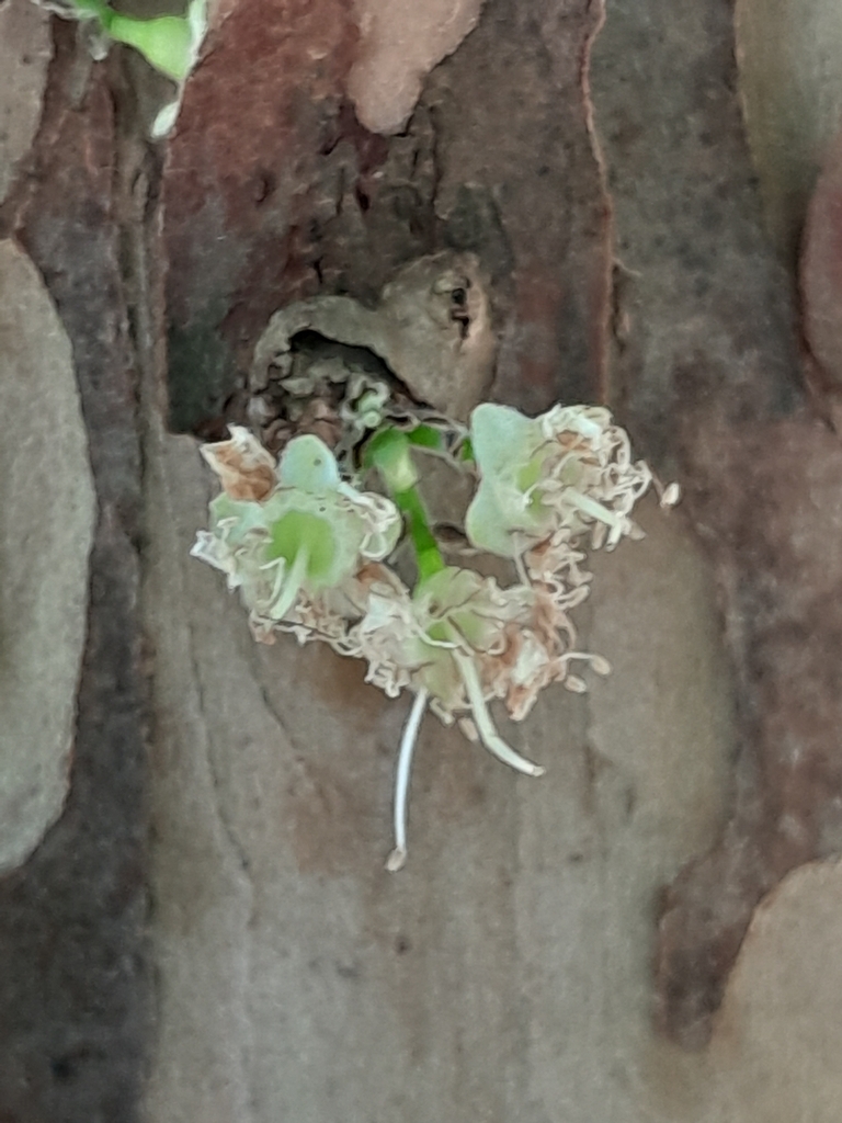 Plinia cauliflora, Paraguay