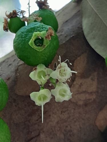 Plinia cauliflora