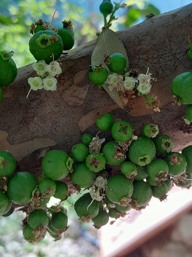 Plinia cauliflora