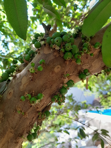 Plinia cauliflora