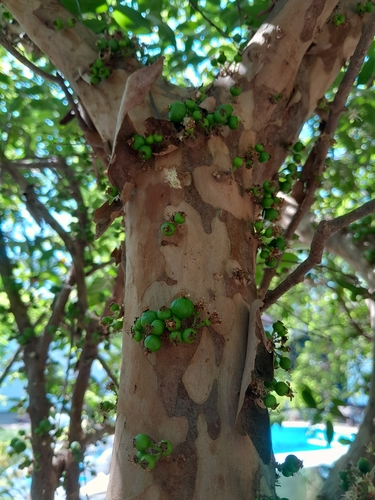 Plinia cauliflora
