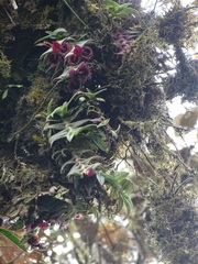 (c) biped_cub, some rights reserved (CC BY) Epidendrum medusae, photograph (c) biped_cub, some rights reserved (CC BY)