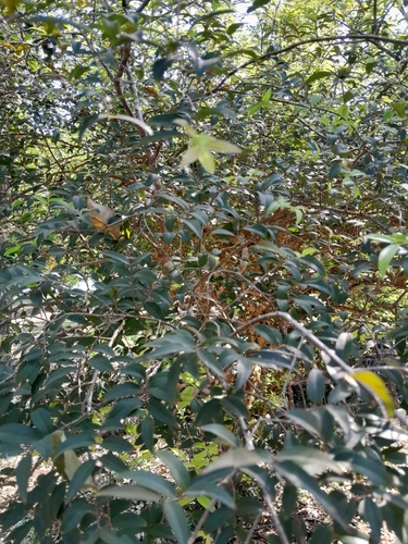 Plinia cauliflora