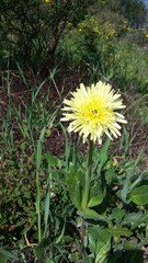 Urospermum dalechampii