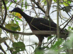 Chamaepetes goudotii