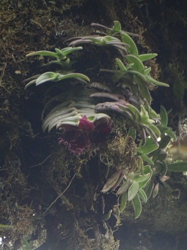 Epidendrum medusae, photograph 5