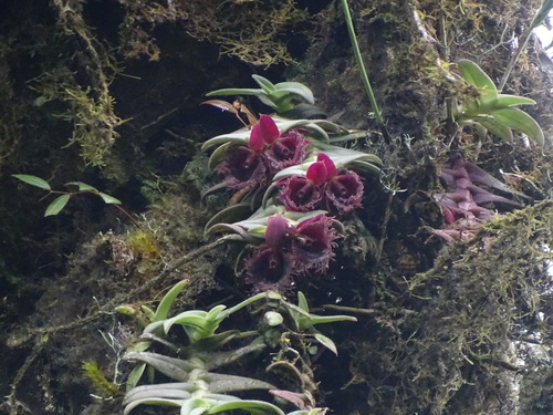 Epidendrum medusae, photograph 4