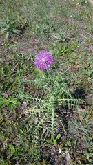 Galactites tomentosus