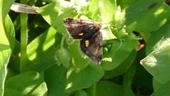 Panemeria tenebrata