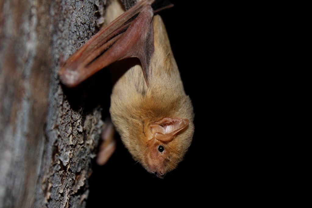 Western Yellow Bat (Arizona: Sky Island Specialties) · iNaturalist