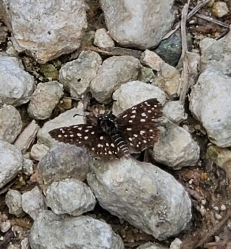 Pyrgus crisia