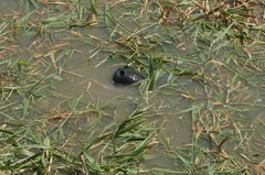 Trichechus inunguis