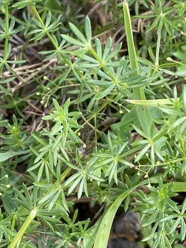 Statusis lipikas nuotrauka