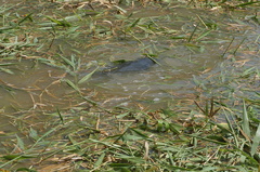 Trichechus inunguis