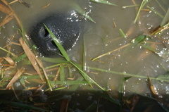 Trichechus inunguis