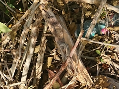 Sceloporus cozumelae