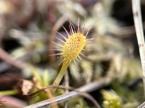 Drosera anglica