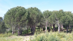 Pinus pinea