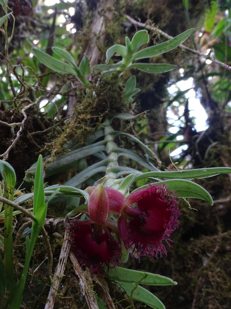 Epidendrum medusae