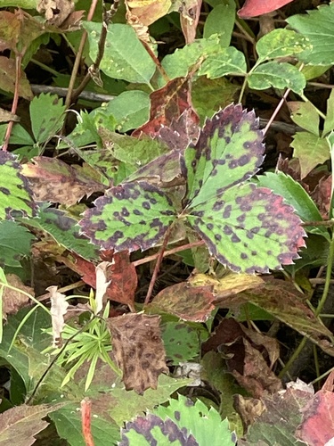 Mancha-foliar (Mycosphaerella fragariae)