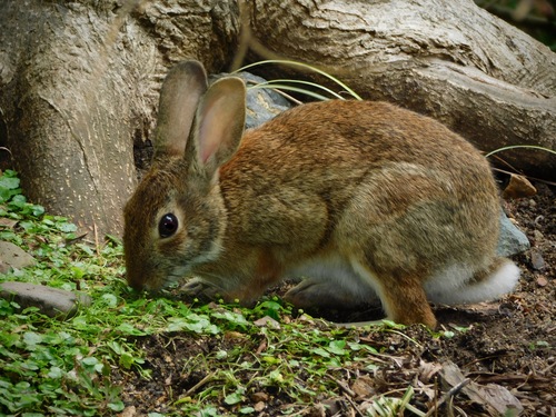 Eastern Cottontail photographed in North Carolina