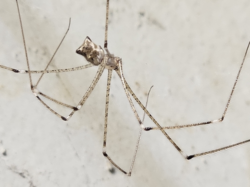 Tailed Cellar Spider