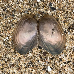 Anodonta nuttalliana