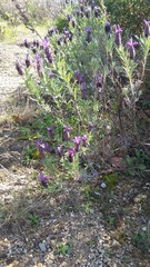 Lavandula stoechas
