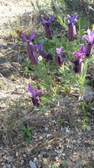 Lavandula stoechas