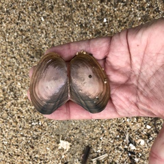 Anodonta nuttalliana