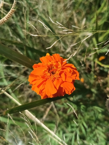 Image of Tagetes erecta by (c) Ricardo Betancourt Sánchez, some rights reserved (CC BY)