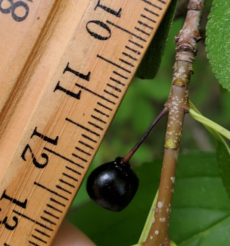 Rhamnus davurica iNat (2)